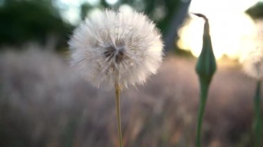 Gün batımında güneş ve gökyüzüne yakın karahindiba, meditasyon yapan yaz zen. 4K