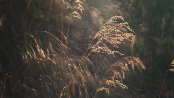 Kentucky Bluegrass Sunset Light Light Summer Meadow Background Selective Focus — Stock Video