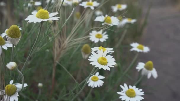 Kvetoucí Divoký Heřmánek Pšeničném Poli Při Západu Slunce — Stock video