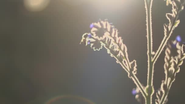 Honey Bee Pollinating Working Purple Blue Flowers Sage Ornamental Flower — Stock Video