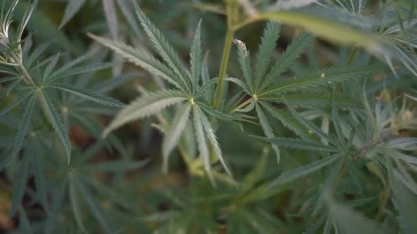 Close Van Het Cannabisblad Het Kweken Van Biologisch Drugskruid Boerderij — Stockvideo