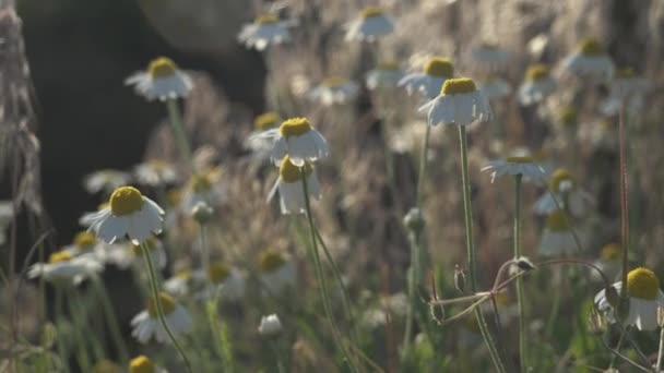 Pole Stokrotkami Wieczornym Świetle Zachodu Słońca Krajobraz Wiosennego Pola Kwiatami — Wideo stockowe
