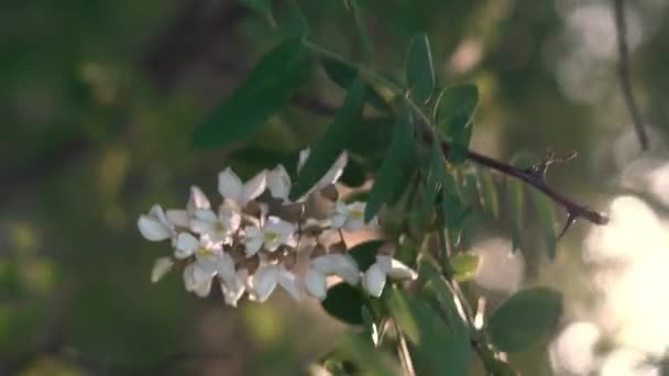Acacia Strom Květiny Kvetoucí Jaře Zeleném Pozadí Svislé Video — Stock video
