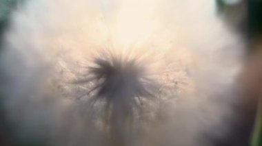 Karahindiba gün batımında güneş ve gökyüzüne yaklaşır. 4K