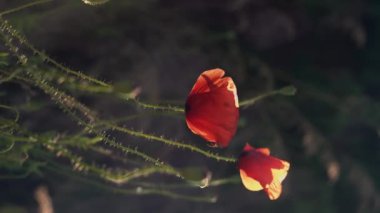Gün batımına karşı kırmızı haşhaş tarlası. Anma Günü, Anma Günü. Ateşkes konsepti. Dikey video
