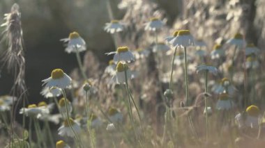 Akşam gün batımında papatyalı tarla. Çiçekli bir bahar tarlası manzarası. Atmosferik yaz havası. 4K