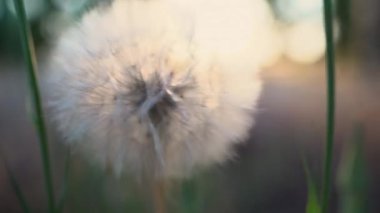 Karahindiba gün batımında güneş ve gökyüzüne yaklaşır. 4K