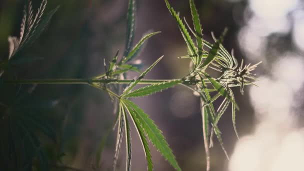 Cannabis Buske Vid Solnedgången Marijuana Före Skörd Solljus Suddig Bakgrund — Stockvideo