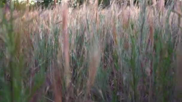Campo Orelhas Douradas Plantas Silvestres Semelhantes Trigo Balançando Pôr Sol — Vídeo de Stock