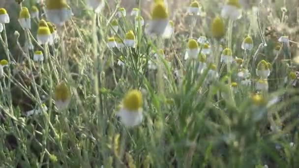 背景光の中で茎に白いドイツカモミールの花を咲かせます — ストック動画