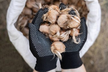 Crocus ampulleri ekiyorum. Safran ampulleri bir çiftçinin elinde, yakın plan. Üst görünüm