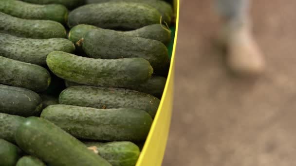 Süpermarketten Alışveriş Mağazadaki Kadın Sebze Reyonundan Salatalık Seçiyor Sağlıklı Beslenme — Stok video