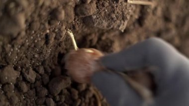Safran yetiştiriyorum. Sonbaharda toprağa krokus ampulleri dikmek. Baharatlı safran. Yakın plan.