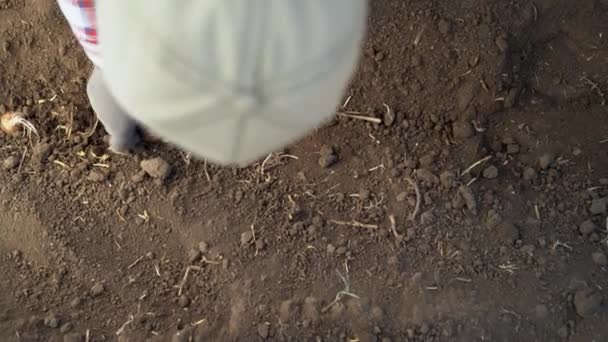 Plantación Bulbos Azafrán Suelo Otoño Agricultor Guantes Plantación Azafrán Primer — Vídeo de stock