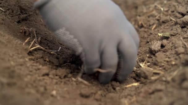Planting Crocus Bulbs Soil Autumn Farmer Gloves Planting Saffron Close — Stock Video
