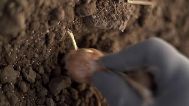 Pěstuju Šafrán Vysazování Krokusových Cibulí Země Podzim Kořeněný Šafrán Detailní — Stock video