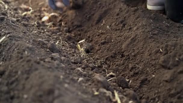 Planting Saffron Bulbs Soil Close Farmers Hands Vertical Video — Stock Video
