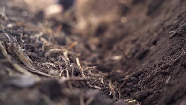 Planting Crocus Bulbs Soil Plantation Close Growing Saffron Concept — Stock Video