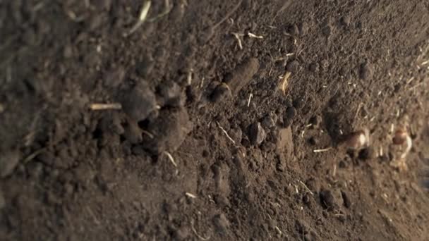 Zasazování Krokusových Cibulí Půdy Plantáži Zblízka Pěstování Konceptu Šafránu — Stock video