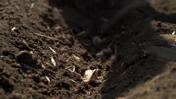 농장에 토양에 크로커스 전구를 토양으로 구멍을 채우십시오 성장하는 사프란 — 비디오
