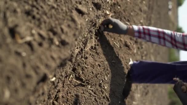 サフランの電球を土に植える スパイシーな味付けサフランを育てるというコンセプト バーティカルビデオ — ストック動画