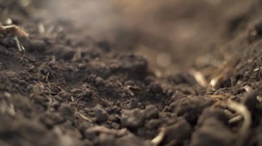 Toprağa yakın plan safran ampulleri dikiyorum. Baharat yetiştirme konsepti. Yakın plan.