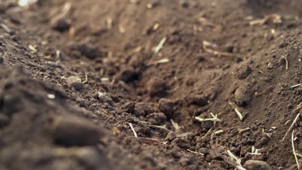 Sadzenie Cebulki Szafranu Zbliżeniu Gleby Koncepcja Uprawy Przypraw — Wideo stockowe