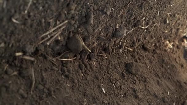 Planting Saffron Bulbs Soil Close Spice Growing Concept Vertical Video — Stock Video