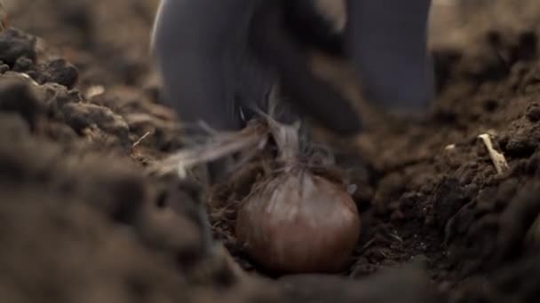 Cultivar Açafrão Plantando Bolbos Croco Chão Outono Açafrão Tempero Picante — Vídeo de Stock