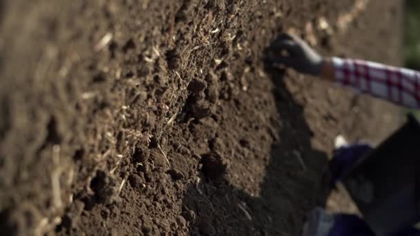 Krokusknollen Die Erde Auf Einem Feld Pflanzen Und Safran Anbauen — Stockvideo