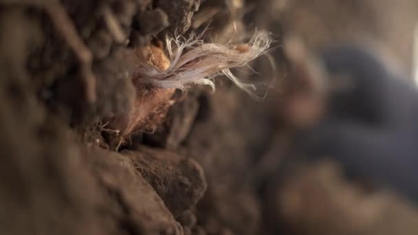 Φυτεύοντας Κροκόδειλους Βολβούς Στο Έδαφος Φυτεύεις Σαφράν Κοντινό Πλάνο Άνω — Αρχείο Βίντεο