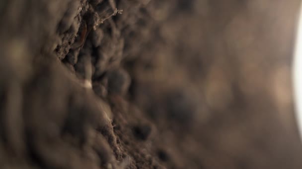 Zasazování Krokusových Cibulí Půdy Poli Sázení Šafránu Konceptu Detailní Záběr — Stock video
