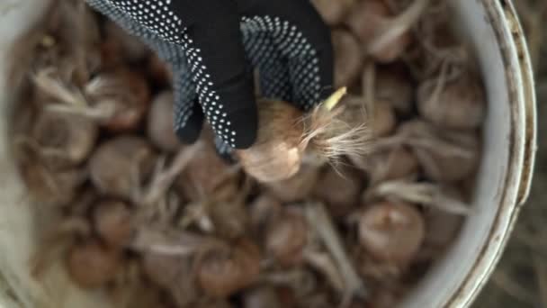 가방에서 사프란 전구를 복용의 향신료를위한 크로커스 농장을위한 재료를 클로즈업 — 비디오
