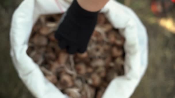 Plantar Conceito Bolbos Croco Agricultor Luvas Segurando Bulbos Para Plantar — Vídeo de Stock
