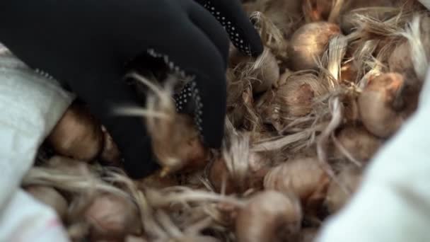 Farmáři Berou Šafránové Cibule Podzimní Výsadbu Pytle Poli Detailní Záběr — Stock video