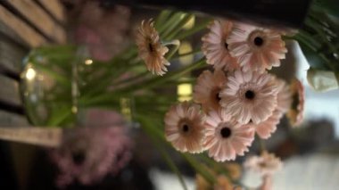 Çiçekçide vazodaki güzel pembe Gerbera çiçekleri. Dikey video
