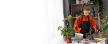 Genç kız bahçıvan atölyede çalışan saksılarda çiçek yetiştiriyor. Bir sürü bitkiyle bahar zamanı. Ev bitkileriyle ilgileniyorum. Uzayı kopyala Pankart