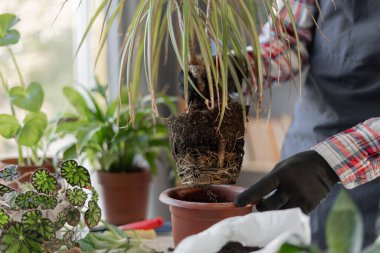 Ev bitkisinin kök sistemine yakın çekim. Organ nakli için kap seçme fikri. Boşluğu kopyala