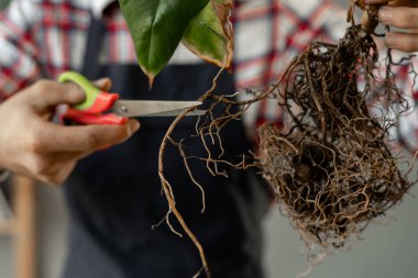 Kapalı alandaki yeşil bitkilerle ilgilenmek. Erkek bahçıvanın elleri ev bitkisinin köklerini makasla buduyor. Boşluğu kopyala