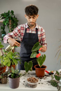 Arap bahçıvan, atölyede çalışan sprey şişesini kullanarak bitki suluyor. Ev yapımı yeşil bitkiler, ilkbahar bakımı, bahçe blogu. Boşluğu kopyala