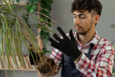 Arap adam elinde drakena çiçeği tutarak ev bitkilerini naklediyor ve kameraya sağlıklı kökler gösteriyor. Evde organ nakli. Kapalı bahçe evi kavramı