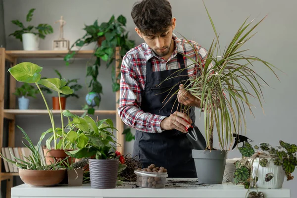 stock image Spring houseplant care, repotting houseplants. Arab man is transplanting plant Dracaena into new pot at home. Copy space