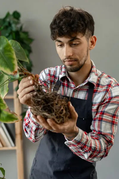 Caring for plants, replanting flowers, house plants, a man engaged in his favorite hobby keeps a flower with healthy roots. Home garden and plant care concept