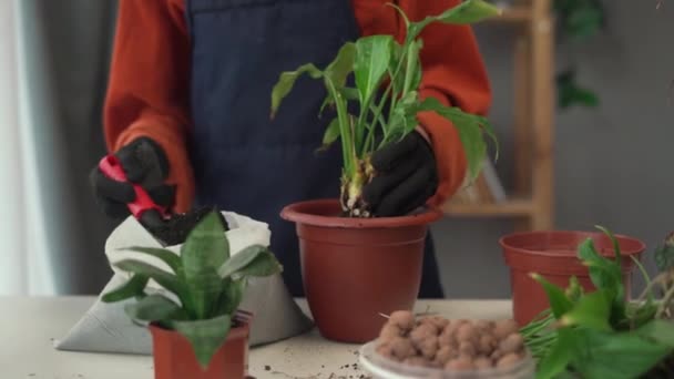Zbliżenie Opieki Nad Roślinami Pomieszczeniach Gospodarstwo Domowe Korzeniami Zdrowia Garnku — Wideo stockowe