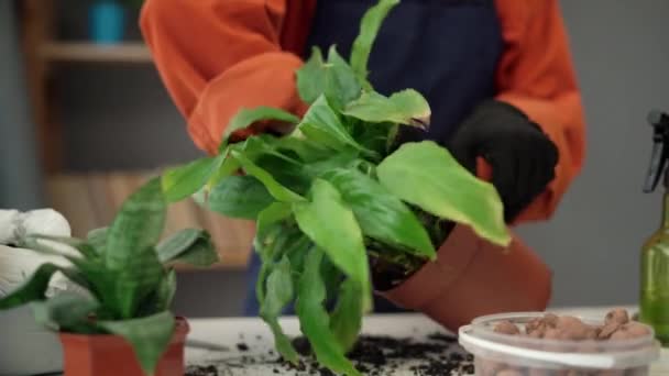 スプリングハウスケア 家具の再生 子供の手は 自宅で新しい鍋に植物を移植しています コピースペース — ストック動画