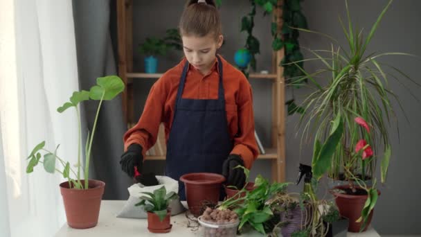 プラントコンセプトの再生 子供が新しい鍋に植物を注射する ホームガーデニング趣味 コピースペース — ストック動画