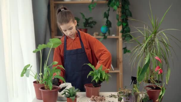 春の趣味 ティーンガール 花の鍋に移植彼女の家植物を自宅で土壌で コピースペース — ストック動画