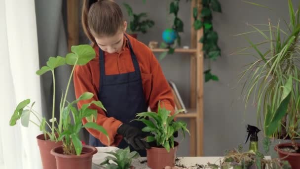 Tiener Meisje Tuinman Transplantatie Plant Spathiphyllum Spring Houseplant Care Verpotten — Stockvideo