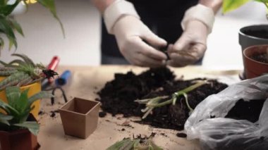 Aloe vera 'nın yeniden yorumlanması, evde bahçe işleri. Saksıda bitki nakli. Boşluğu kopyala