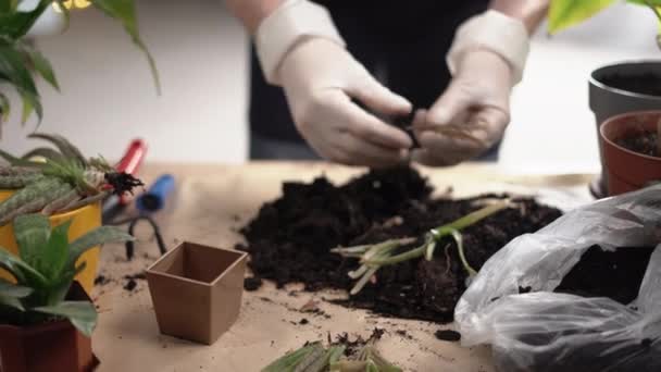 Επαναφύτευση Αλόης Βέρα Κηπουρική Μεταμόσχευση Φυτών Γλάστρα Αντιγραφή Χώρου — Αρχείο Βίντεο